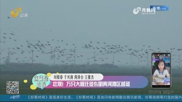 【这就是山东】壮观！万只大雁迁徙东明黄河滩区越冬