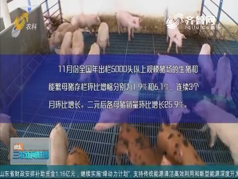 【稳定生猪生产】全国生猪存栏自去年11月以来首次回升