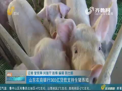 【稳定生猪生产】山东农商银行365亿贷款支持生猪养殖