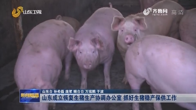 山东成立恢复生猪生产协调办公室 抓好生猪稳产保供工作