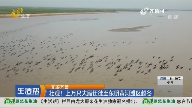 【冬游齐鲁】壮观！上万只大雁迁徙至东明黄河滩区越冬