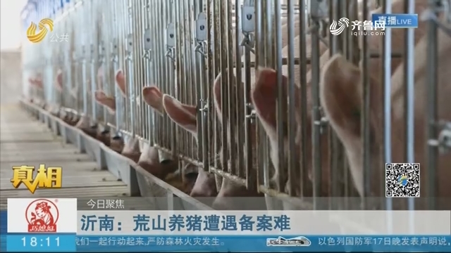 沂南：荒山养猪遭遇备案难