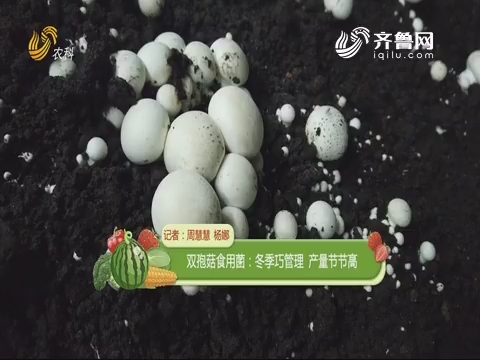 【种植达人】双孢菇食用菌：冬季巧管理 产量节节高