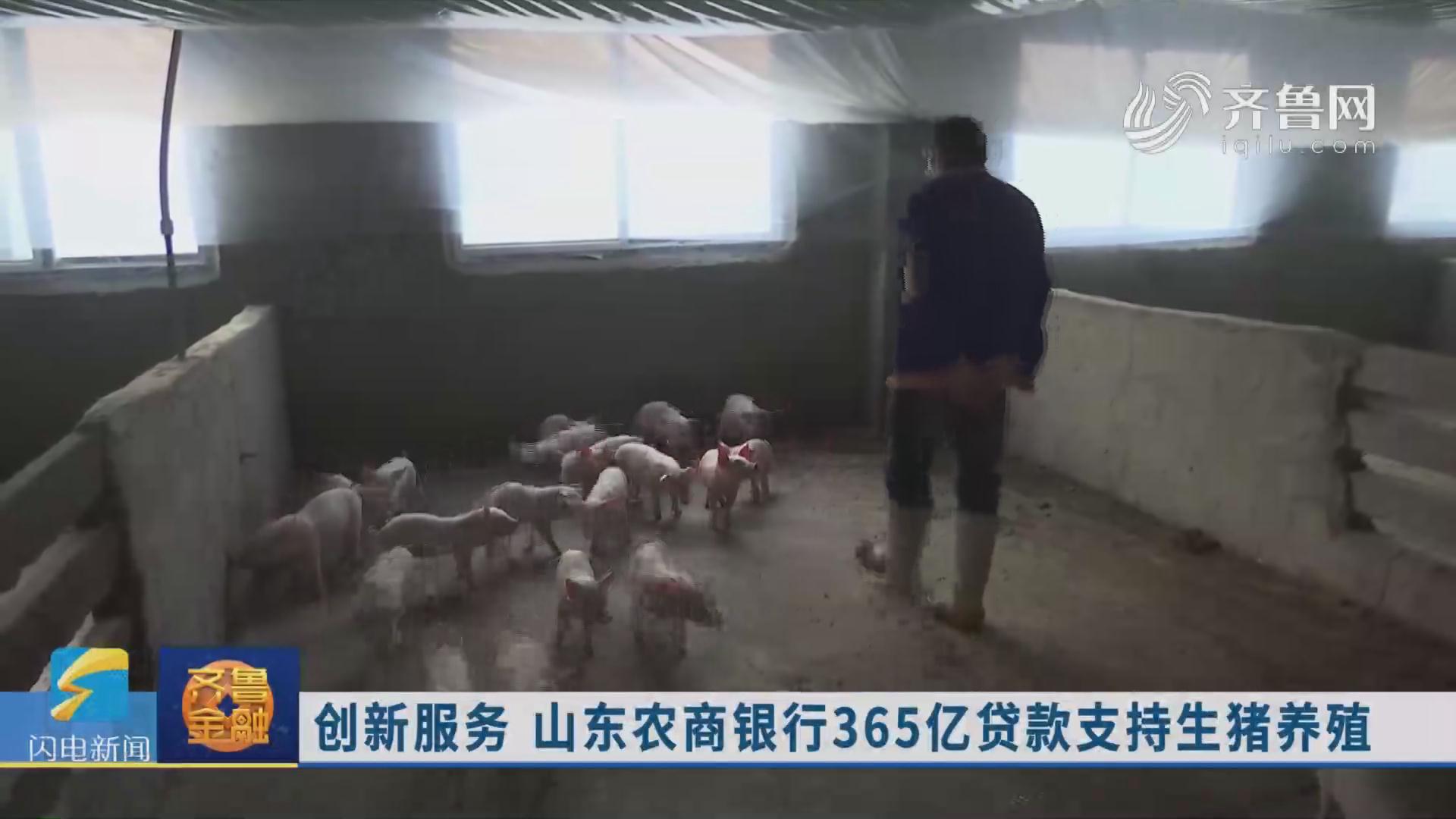 创新服务  山东农商银行365亿贷款支持生猪养殖《齐鲁金融》20191118播出