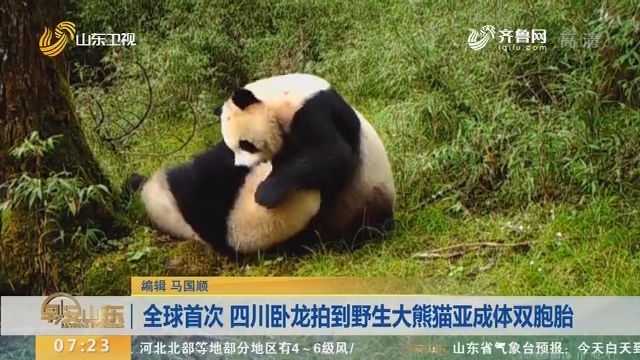 全球首次 四川卧龙拍到野生大熊猫亚成体双胞胎
