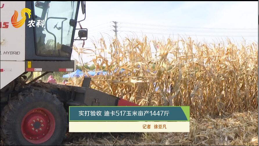 实打验收 迪卡517玉米亩产1447斤
