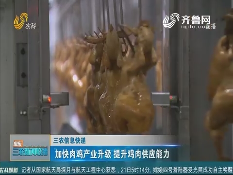 【三农信息快递】加快肉鸡产业升级 提升鸡肉供应能力