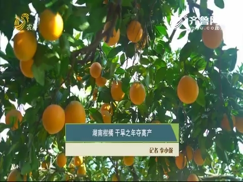 湖南柑橘 干旱之年夺高产