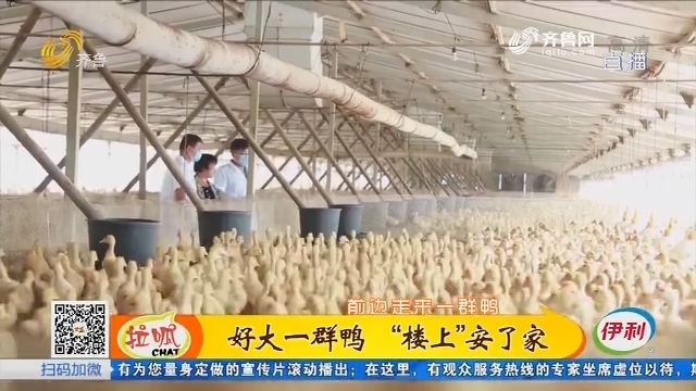 新泰：年产鸭子几千万 吃喝拉撒“一手抓”