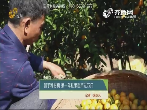 【史丹利·星光农场】新手种柑橘 第一年挂果亩产过万斤
