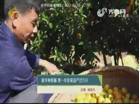 【史丹利·星光农场】新手种柑橘 第一年挂果亩产过万斤