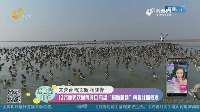 【这就是山东】12万雁鸭欢闹黄河口 鸟类“国际机场”再现壮美景观
