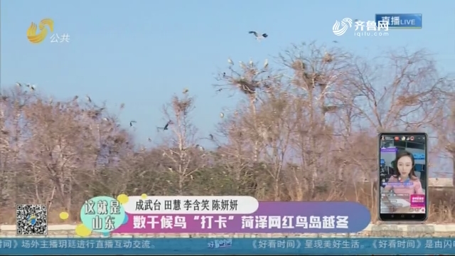 【这就是山东】数千候鸟“打卡” 菏泽网红鸟岛越冬