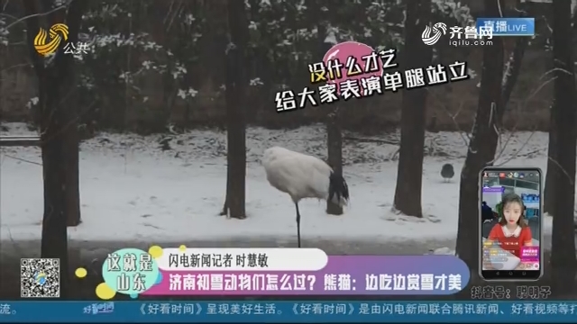【这就是山东】济南初雪动物们怎么过？熊猫：边吃边赏雪才美