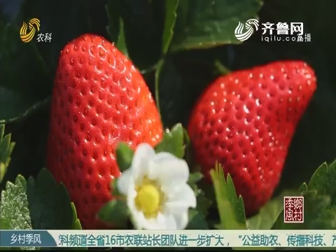 专家助力曹县发展草莓产业