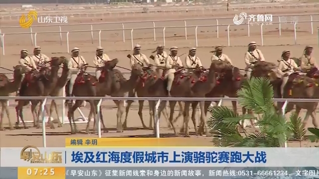 埃及红海度假城市上演骆驼赛跑大赛
