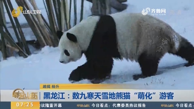 黑龙江：数九寒天雪地熊猫“萌化”游客