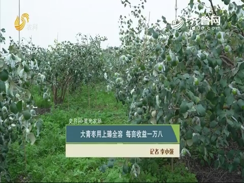 【史丹利·星光农场】大青枣用上臻全溶 每亩收益一万八