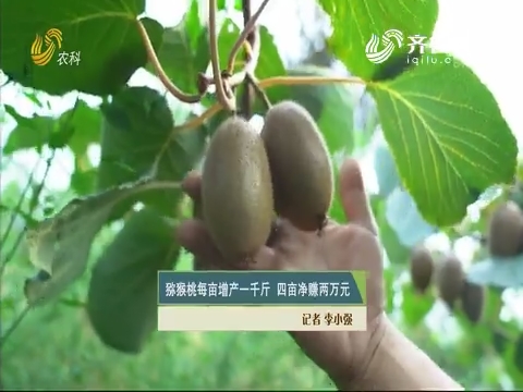 猕猴桃每亩增产一千斤 四亩净赚两万元