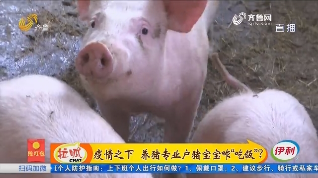 济南：疫情之下 养猪专业户猪宝宝咋“吃饭”？