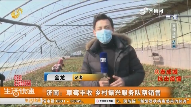 济南：草莓丰收 乡村振兴服务队帮销售