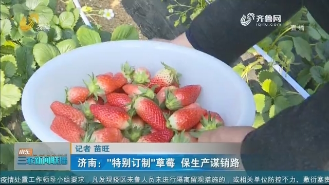 【抗击疫情 决胜小康】济南：“特别订制”草莓 保生产谋销路