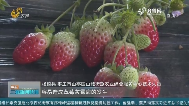 【战疫情 抓春耕】枣庄：农技专家进大棚 服务草莓种植户