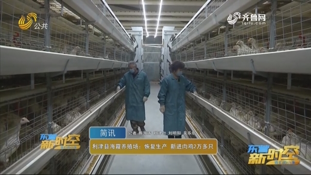 利津县海峡养殖场：恢复生产 新进肉鸡2万多只