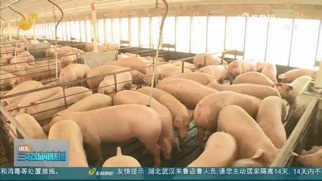 【稳定生猪市场】农业农村部：一月份全国生猪生产稳步恢复