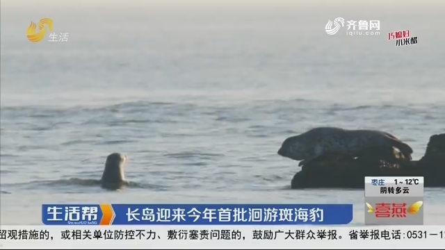 长岛迎来2020年首批洄游斑海豹