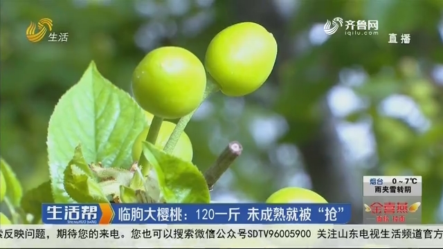 临朐大樱桃：120一斤 未成熟就被“抢”