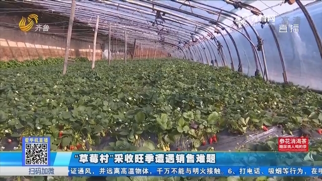 济南：“草莓村”采收旺季遭遇销售难题