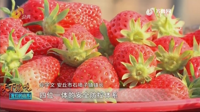 【众志成城 抗击疫情】安丘：一棵草莓采摘记