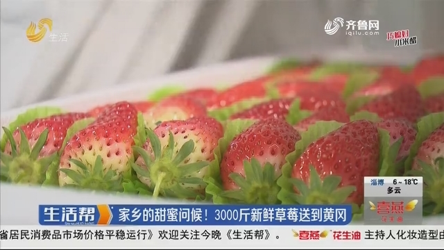 济南：家乡的甜蜜问候！3000斤新鲜草莓送到黄冈