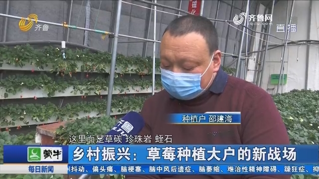 【乡村振兴】济南：草莓种植大户的新战场