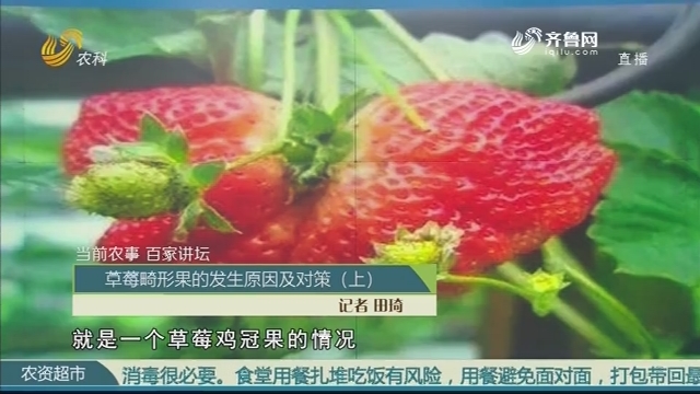 【当前农事 百家讲坛】草莓畸形果的发生原因及对策（上）