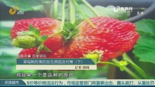 【当前农事 百家讲坛】草莓畸形果的发生原因及对策（下）