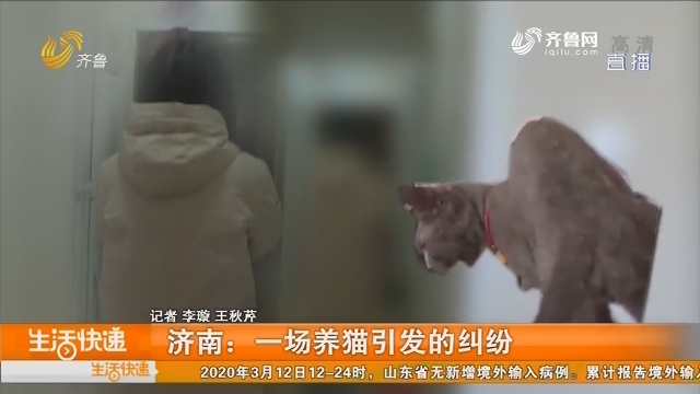 济南：一场养猫引发的纠纷