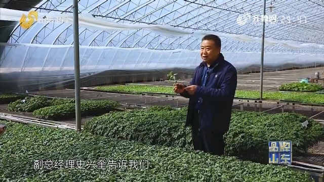 【品牌新势力】寿光全力保障全国蔬菜种苗生产供应
