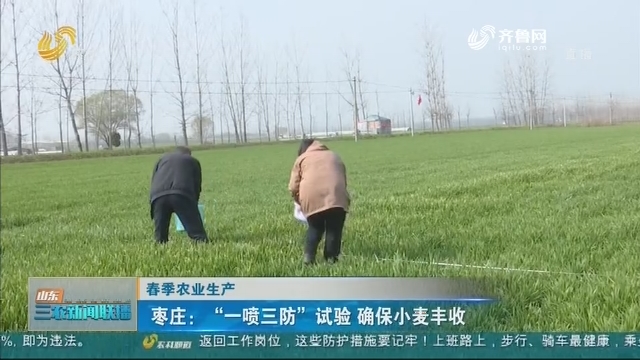 【春季农业生产】枣庄：“一喷三防”试验 确保小麦丰收