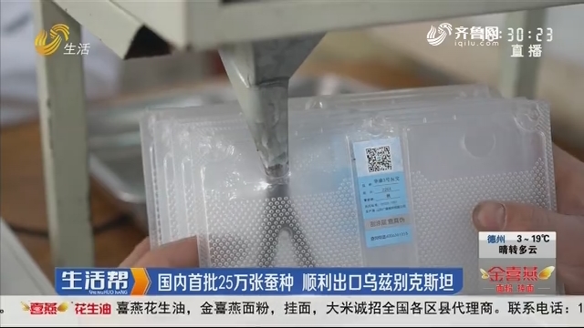 潍坊：国内首批25万张蚕种 顺利出口乌兹别克斯坦