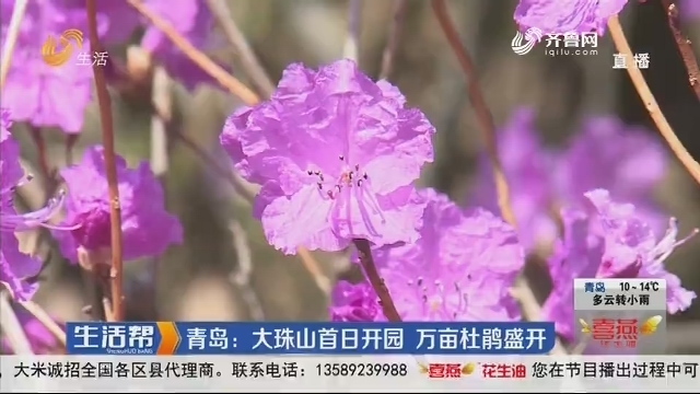 青岛：大珠山首日开园 万亩杜鹃盛开