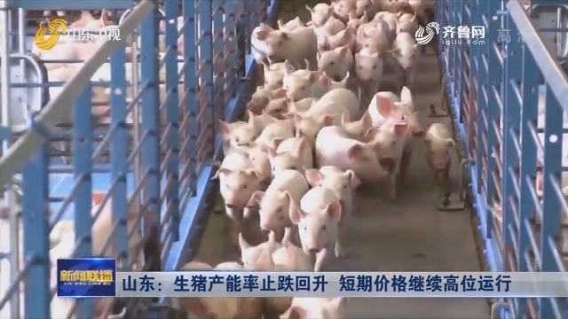 山东：生猪产能率止跌回升 短期价格继续高位运行