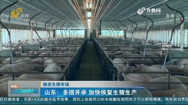 【稳定生猪市场】山东：多措并举 加快恢复生猪生产