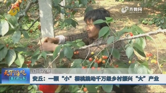 【县域观察】安丘：一颗“小”樱桃撬动千万级乡村振兴“大”产业