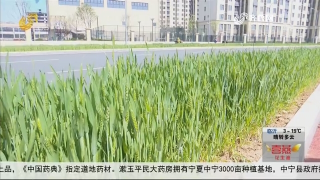 济南：别样绿化带 长出2000平米麦田