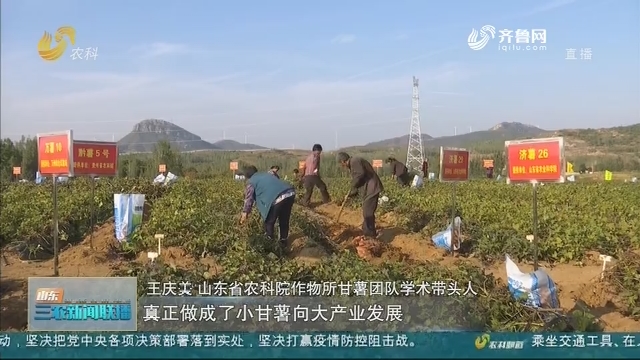 【科技兴农】省农科院：科技力量支撑 振兴甘薯产业