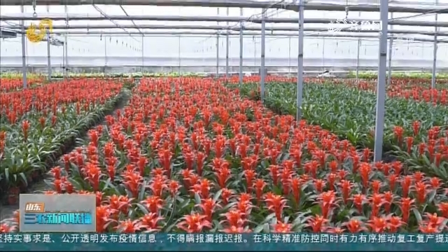 【战疫情 促生产】江北第一花镇：多措并举促产销 花卉市场渐回暖