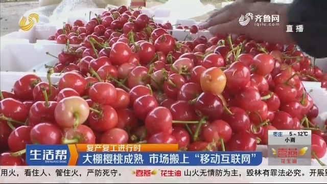 【复产复工进行时】淄博：大棚樱桃成熟 市场搬上“移动互联网”