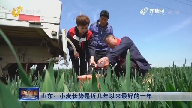 山东：小麦长势是近几年以来最好的一年